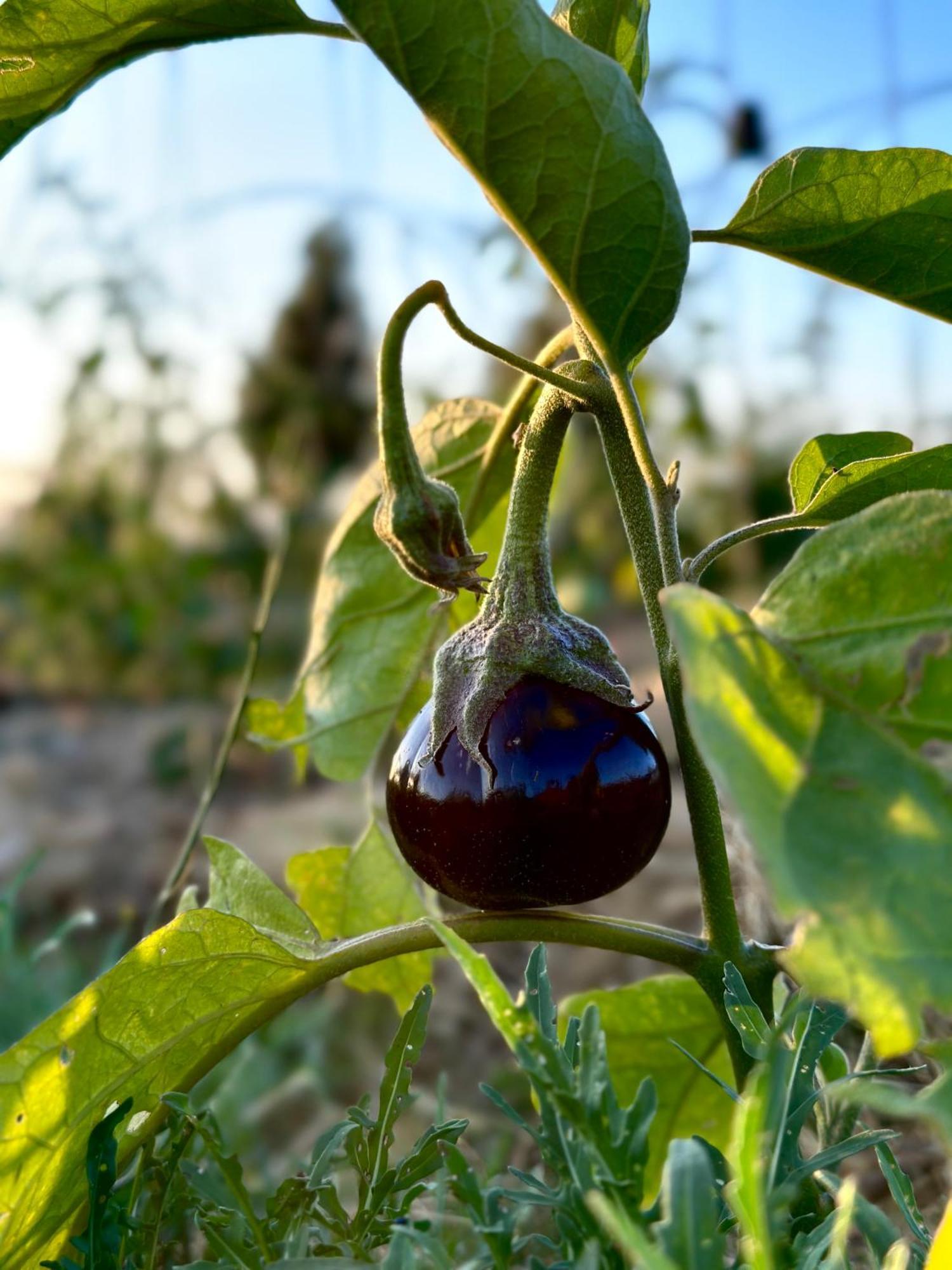 Tenuta Di Paternostro เวตรัลลา ภายนอก รูปภาพ
